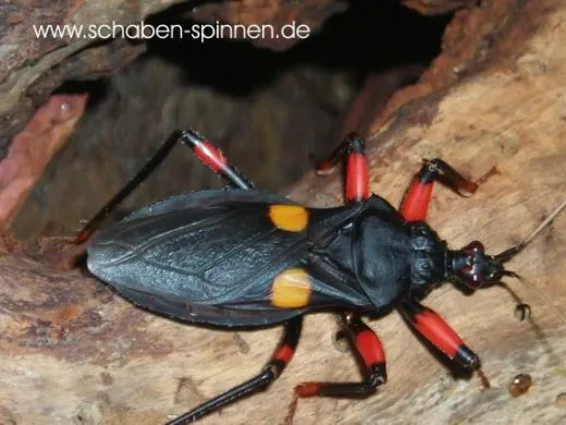 Platymeris rhadamanthus - 5 Stück mixed