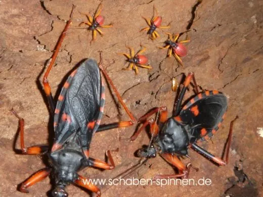 Psytalla horrida - 5 Stück mixed