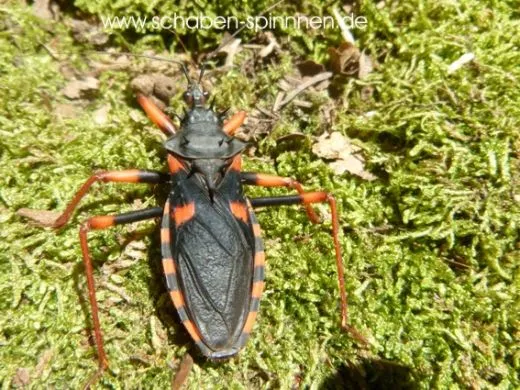 Psytalla horrida - 5 Stück mixed