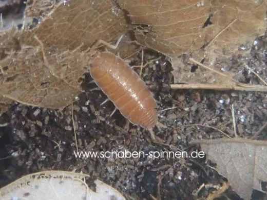 Porcelliondies pruinosus - ca. 50 Stück all size