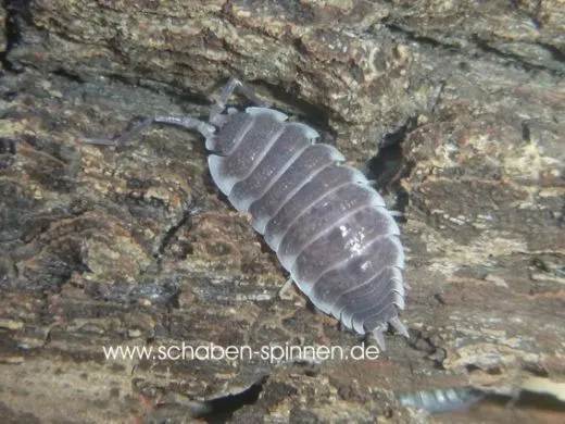 Porcellio hoffmannseggi - 10 Stück mixed
