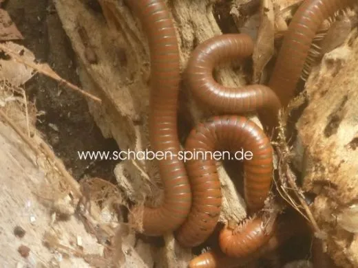 Spirostreptus spec. Tanzania - ca. 5 -7cm