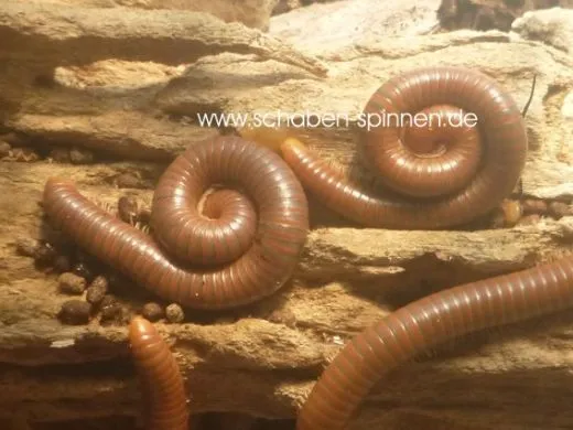 Spirostreptus spec. Tanzania - ca. 5 -7cm