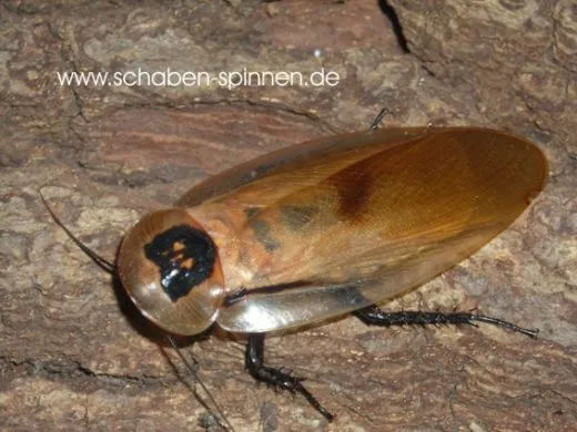 Blaberus colosseus - 10 Stück mixed