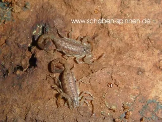 Centruroides barbudensis - Instar 3 - 4