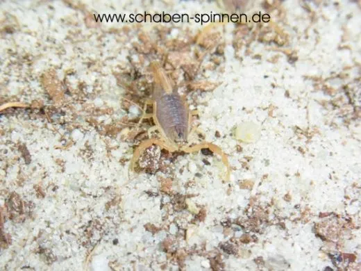 Hottentotta flavidulus - Instar 3