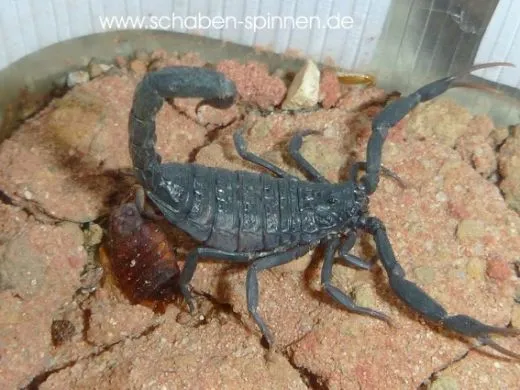 Hottentotta gentili - Instar 3