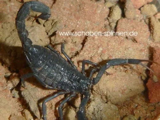 Hottentotta gentili - Instar 3