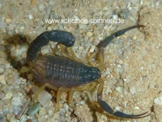 Hottentotta yayakari - Instar 2 -3