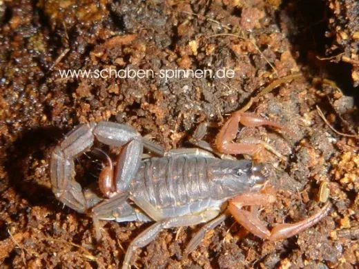 Lychas tricarinatus - Instar 2 - 4,