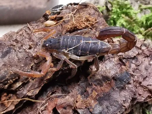 Lychas tricarinatus - Instar 2 - 4,