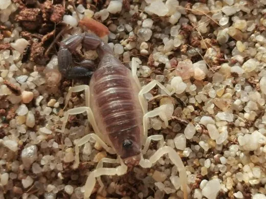 Parabuthus schlechteri - Instar 3