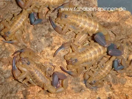 Tityus smithii - Instar 3 - 4