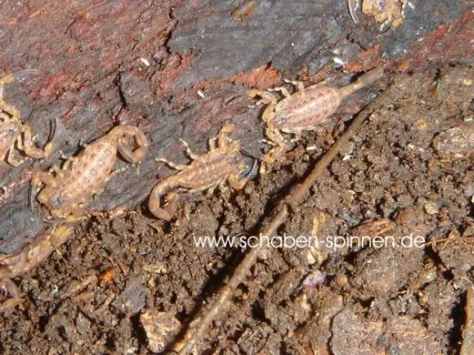 Tityus smithii - Instar 3 - 4