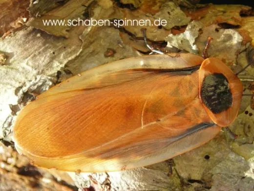 Blaberus colosseus " Giant " - 10 Stück mixed,