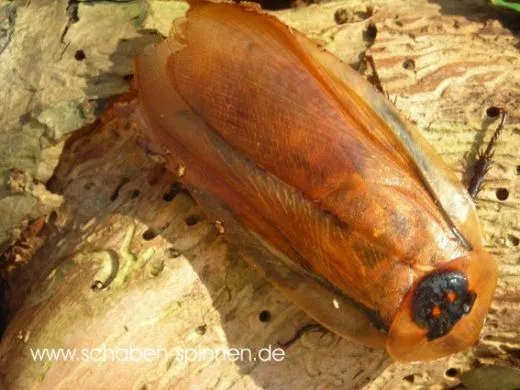 Blaberus colosseus " Giant " - 10 Stück mixed,