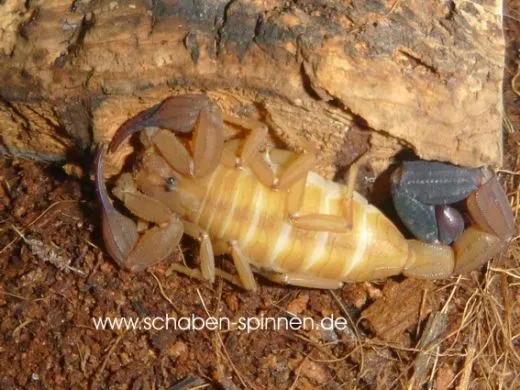 Tityus spec. - Instar 3 - 4