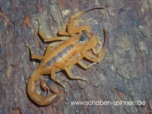 Tityus stigmurus - Instar 2 - 4