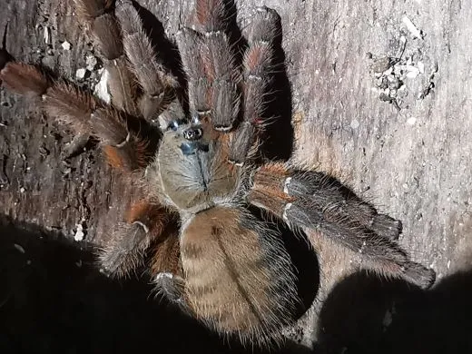Aspinochilus rufus - KL ca. 4 -5 cm