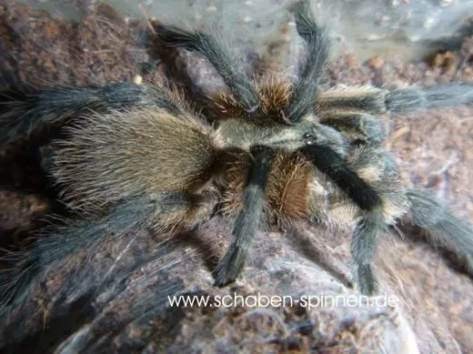 Monocentropus balfouri - ca.2 - 3 cm