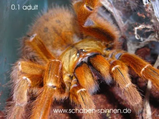 Pterinochilus murinus RCF - KL ca. 2 cm