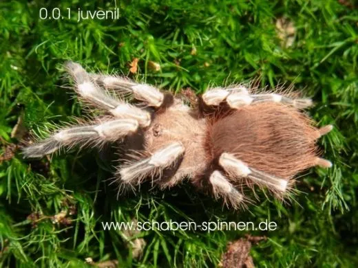 Vitalius chromatus - 3. - 4. FH