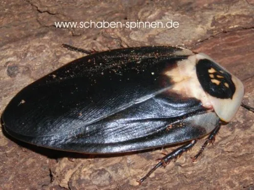 Blaberus craniifer "Black Wing" - 10 Stück mixed