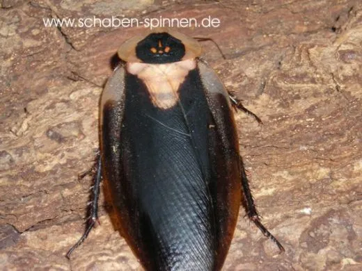 Blaberus craniifer "Black Wing" - 10 Stück mixed