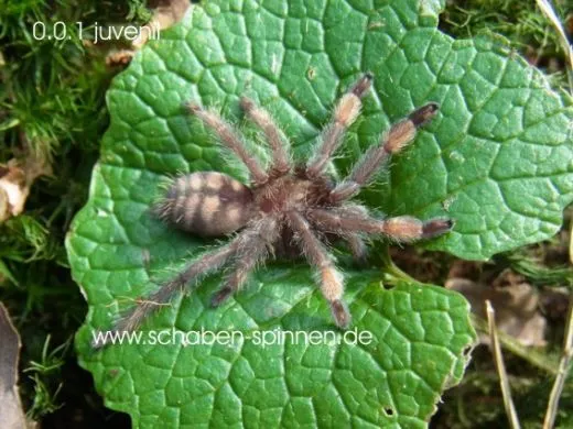 Psalmopoeus irminia - KL ca. 1 cm