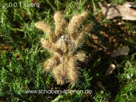 Heteroscodra maculata - KL ca. 3 cm