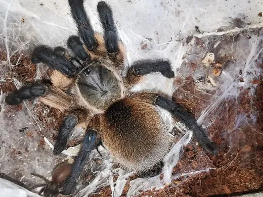 Monocentropus balfouri - subadult/adult