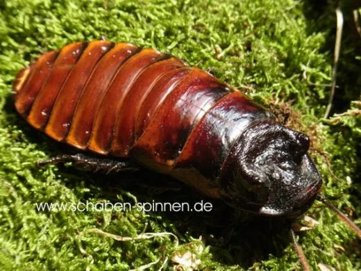 Gromphadorrhina spec. - 10 Stück mixed