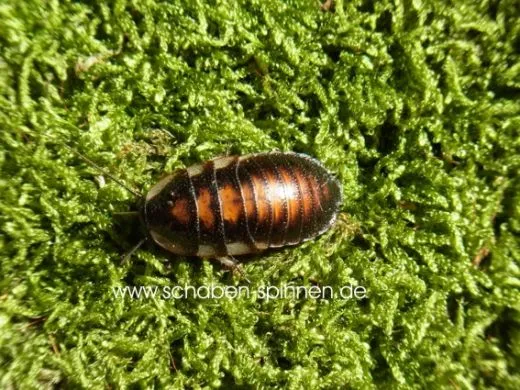 Gromphadorrhina spec. - 10 Stück mixed