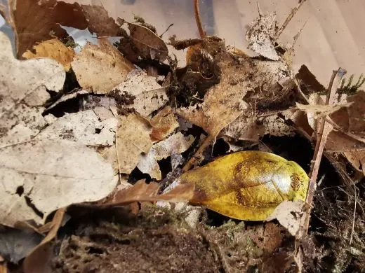 Gyna lurida " Yellow" - 10 Stück mixed,