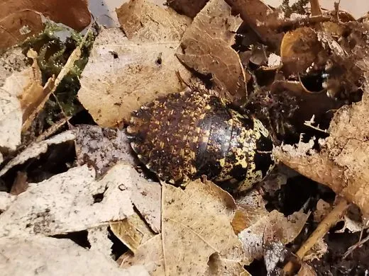 Gyna lurida " Yellow" - 10 Stück mixed,