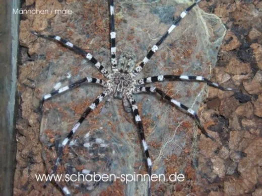 Viridasius spec. "sylvestrisform" - 3. - 5.FH