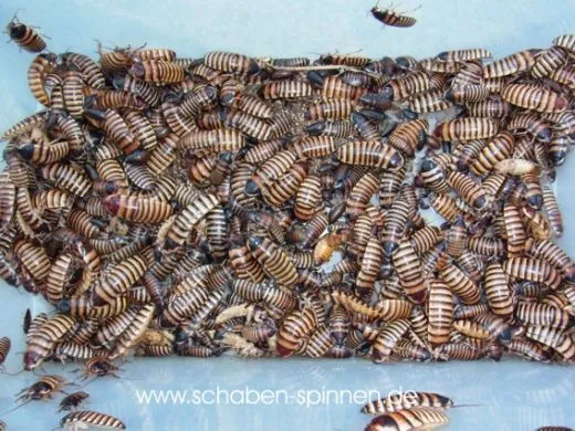 Elliptorhina Mix 25 Stück mixed