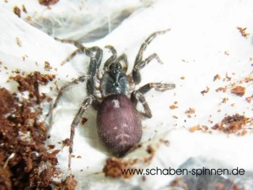 Ischnothele caudata - 2.- 3. FH