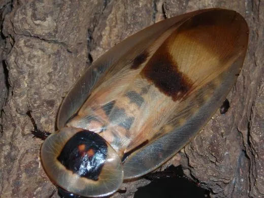 Blaberus giganteus - 8 Stück mixed