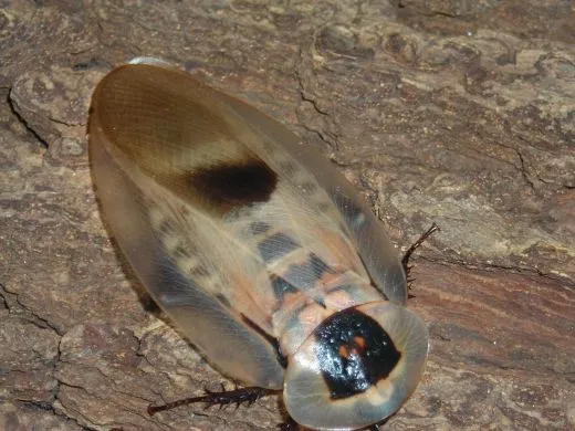 Blaberus giganteus - 8 Stück mixed