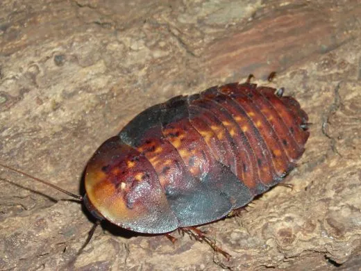 Blaberus giganteus - 8 Stück mixed