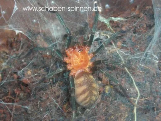 Linothele fallax - KL ca. 1 cm,