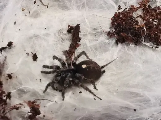 Ischnothele caudata - 0.1 subadult/adult