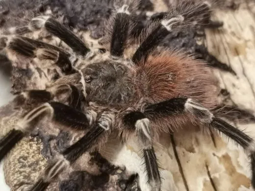 Vitalius chromatus - subadult/adult