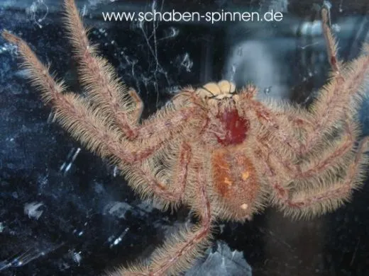 Heteropoda davidbowie - 2.- 3. FH