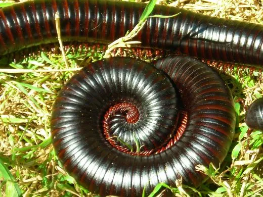 Archispirostreptus gigas - Pärchen, subadult /adult