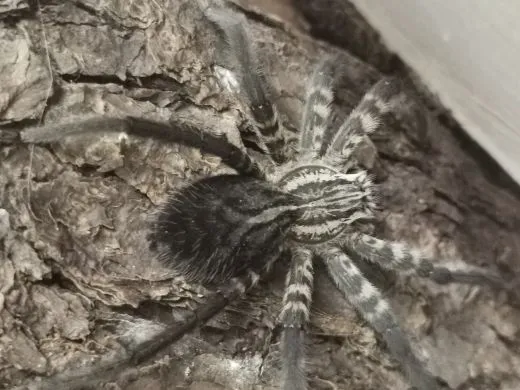 Cupiennius salei - 2.- 3.FH