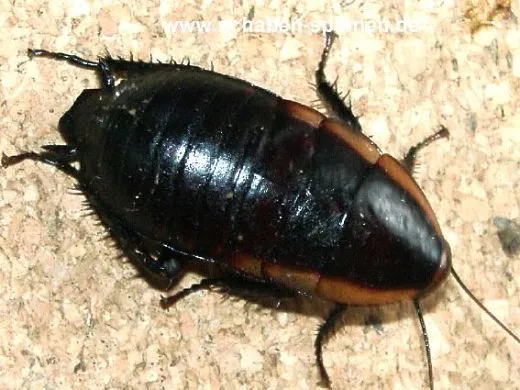 Eurycotis opaca spec. 1 - 10 Stück all size