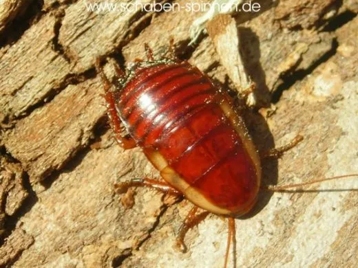 Eurycotis opaca spec. 1 - 10 Stück all size