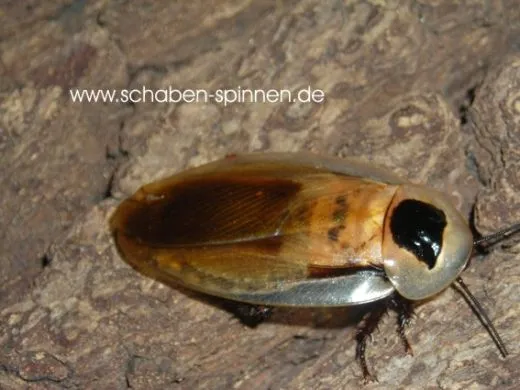 Blaberus discoidalis " Jamaica " - 15 Stück mixed